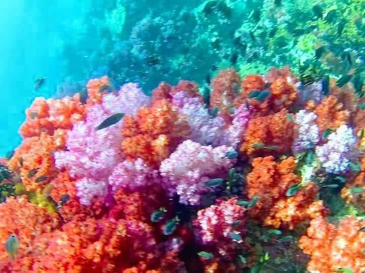 فندق Daya Hill Seaview كو ليبي المظهر الخارجي الصورة